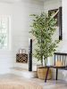 180cm small leaf white-sided banyan tree