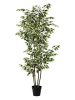 180cm small leaf white-sided banyan tree
