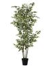 180cm small leaf white-sided banyan tree