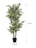 180cm small leaf white-sided banyan tree