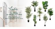 180cm small leaf white-sided banyan tree