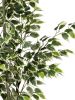 180cm small leaf white-sided banyan tree