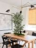180cm small leaf white-sided banyan tree